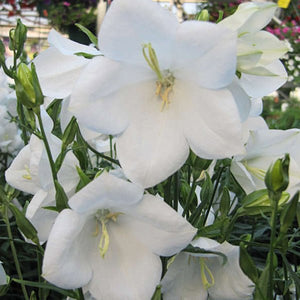 Takion White Peachleaf Bellflower - Nature Hills Nursery - #1 Container - 