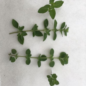 Tall Dark & Traditional Oregano - Nature Hills Nursery - Quart Container - 
