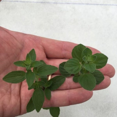 Tall Dark & Traditional Oregano - Nature Hills Nursery - Quart Container - 