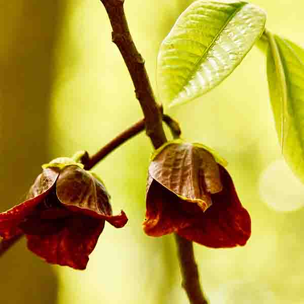 Tallahatchie® Pawpaw Tree - Nature Hills Nursery - #3 Container 3 - 4 Feet - 