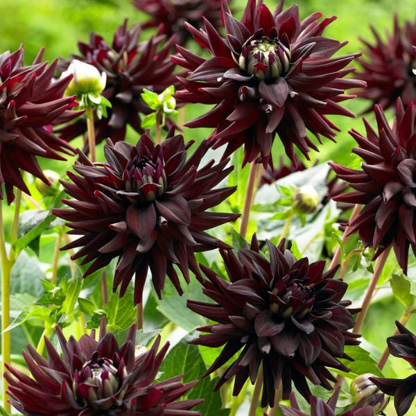 Tamburo Dahlia - Nature Hills Nursery - 5 Pack Bulbs - 