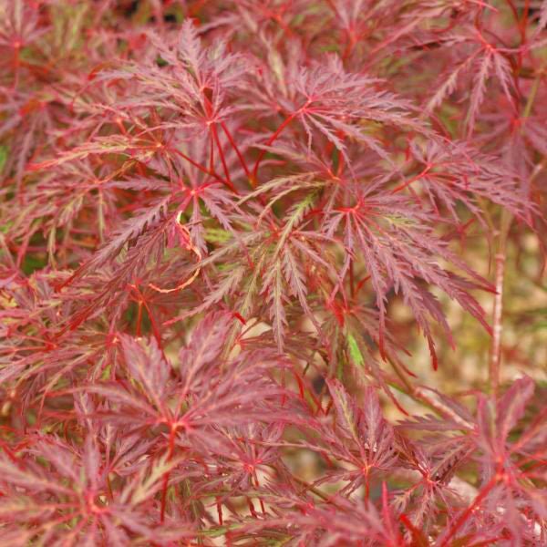 Nature Hills Nursery Tamukeyama Japanese Maple Tree - Thumbnail 2
