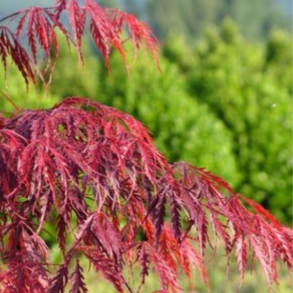 Nature Hills Nursery Tamukeyama Japanese Maple Tree - Thumbnail 3