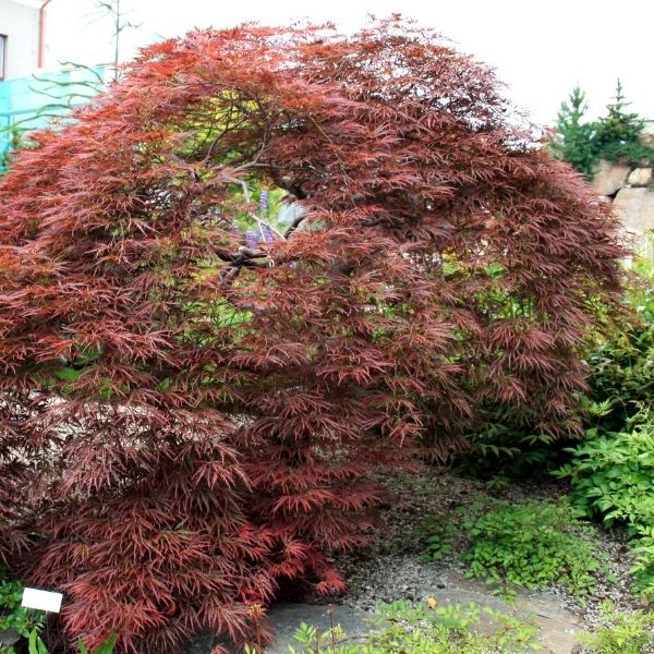 Nature Hills Nursery Tamukeyama Japanese Maple Tree