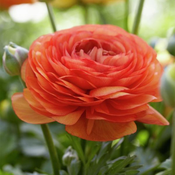 Double Tangerine Ranunculus