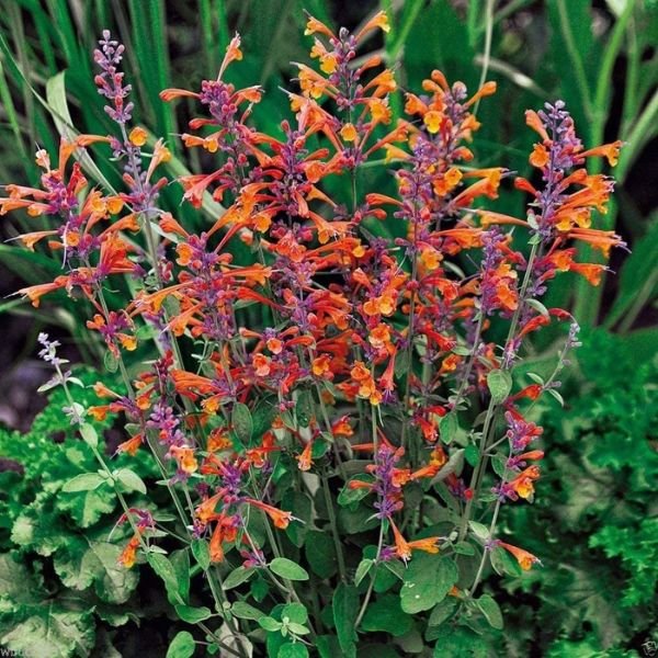 Tango Hyssop - Perennial - Nature Hills Nursery - 1 Container - 