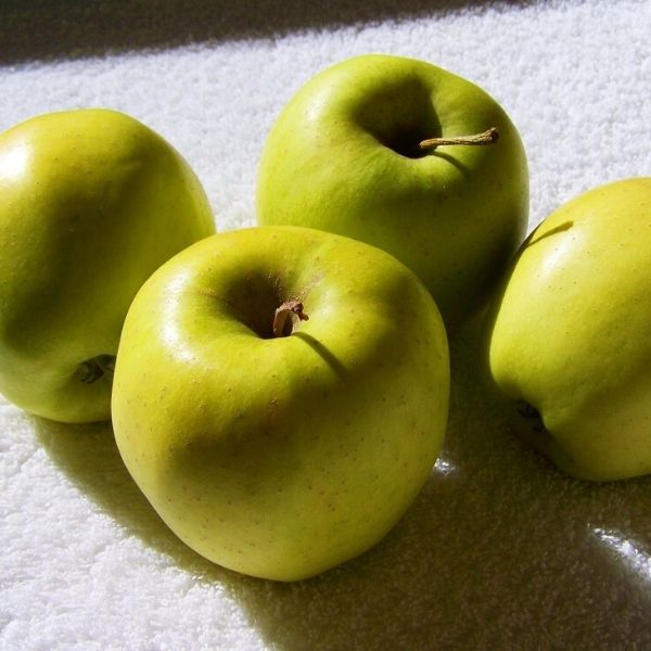 ★Apple /アップル Urban Apple® Tangy Green™ Columnar Apple Tree | Buy at NatureHills.com