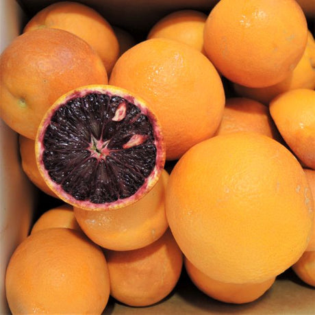 Tarocco Blood Orange Tree - Nature Hills Nursery - 4x4x9 Inch Container - 