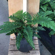 Tassel Fern - Nature Hills Nursery - #1 Container - 