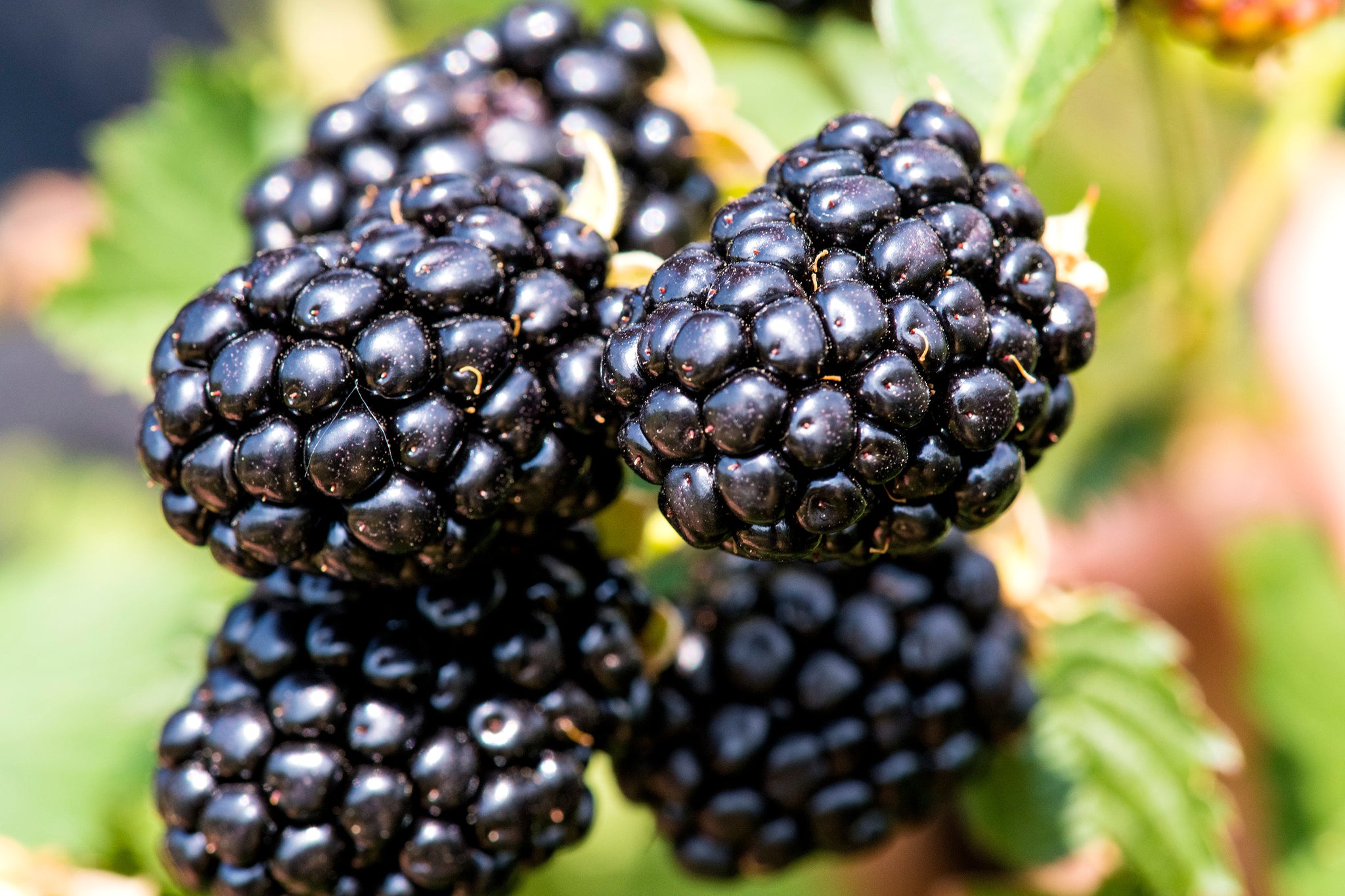 Taste of Heaven® Blackberry | Sweet Thornless Berries | Nature Hills