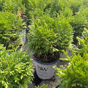 Small 'Tater Tot Western Arborvitae' plants with bright green foliage are displayed in