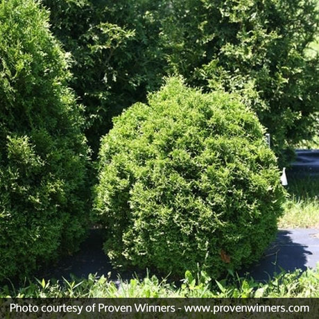 Detail view of Tater Tot™ Arborvitae (Thuja occidentalis 'SMNTOBAB'  USPP30,761,  Can PB...) showing plant structure and foliage.