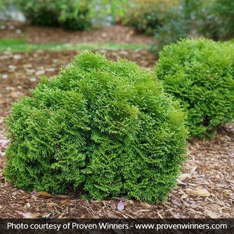 Tater Tot™ Arborvitae (Thuja occidentalis 'SMNTOBAB'  USPP30,761,  Can PB...), a shrub featuring evergreen and dense, pyramidal form.