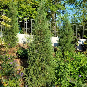 Taylor Juniper Tree - Nature Hills Nursery - #3 Container - 