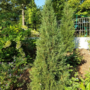 Taylor Juniper Tree - Nature Hills Nursery - #3 Container - 