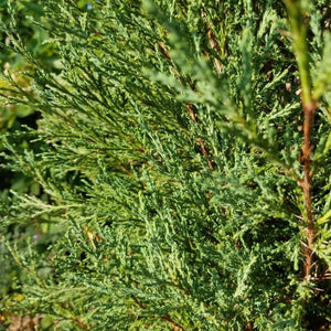 Taylor Juniper Tree - Nature Hills Nursery - #3 Container - 
