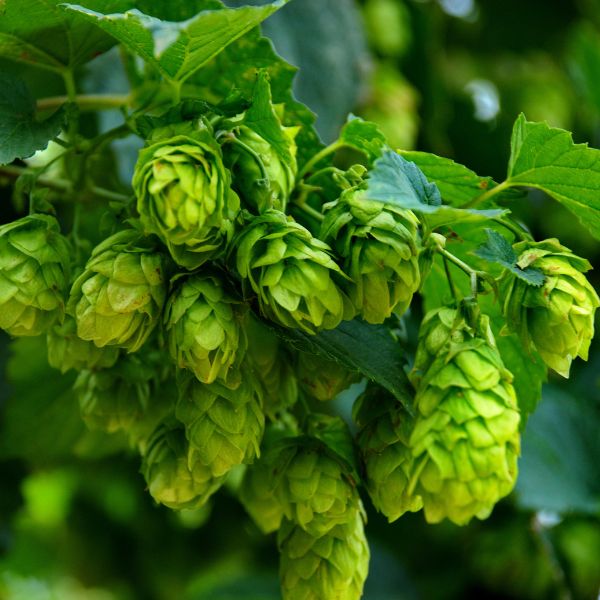 Teamaker Hops Vine