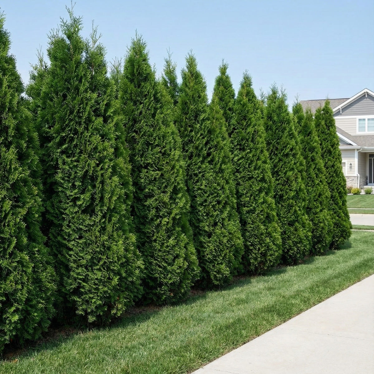 Techny Arborvitae | Buy at NatureHills.com