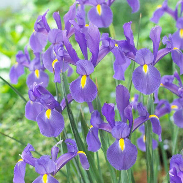 Telstar Dutch Iris