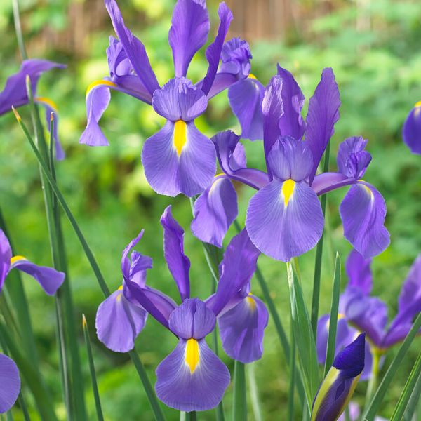 Telstar Dutch Iris