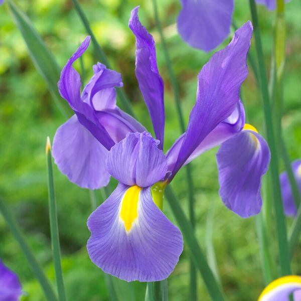 Telstar Dutch Iris