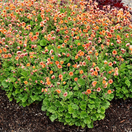 Close-up of orange, yellow, white geum flowers on TEMPO™ Orange Geum.