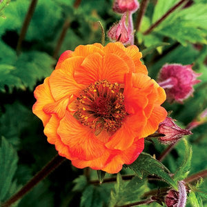 Perennial foliage of TEMPO™ Orange Geum (Geum x 'TNGEUTO') in a garden setting.