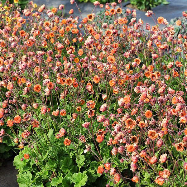 TEMPO™ Orange Geum (Geum x 'TNGEUTO'), a perennial featuring orange, yellow, white flowers and perennial.