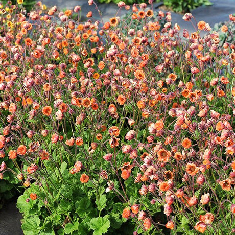 TEMPO™ Orange Geum (Geum x 'TNGEUTO'), a perennial featuring orange, yellow, white flowers and perennial.