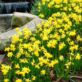 Tete a Tete Daffodil yellow flowers