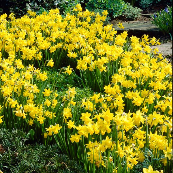 Tete a Tete Daffodil mass planting