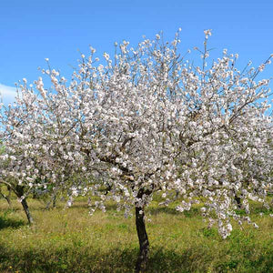 Texas Mission Almond Tree - Nature Hills Nursery - #3 Container 3 - 4 Feet - 