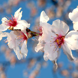 Texas Mission Almond Tree - Nature Hills Nursery - #3 Container 3 - 4 Feet - 