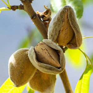 Texas Mission Almond Tree - Nature Hills Nursery - #3 Container 3 - 4 Feet - 