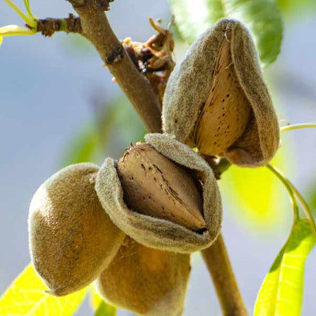 Texas Mission Almond Tree - Nature Hills Nursery - #3 Container 3 - 4 Feet - 