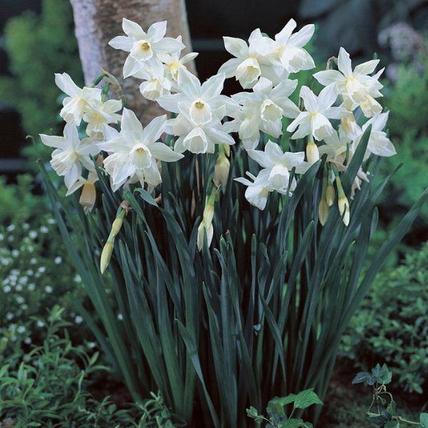 Thalia Daffodil - Bulbs - Nature Hills Nursery - 12 Pack Bulbs - 