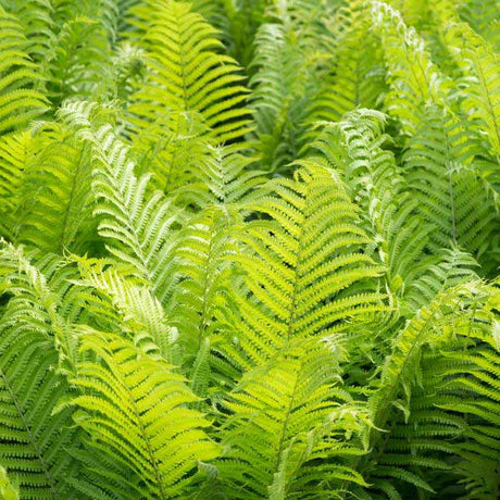 The King Ostrich Fern - Nature Hills Nursery - Quart Container - 