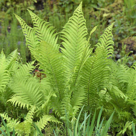 The King Ostrich Fern - Nature Hills Nursery - Quart Container - 