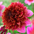 The Phantom Dahlia - Nature Hills Nursery - 5 Pack Bulbs - 