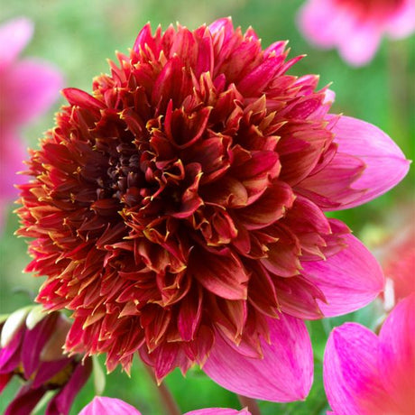 The Phantom Dahlia - Nature Hills Nursery - 5 Pack Bulbs - 