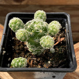 Little Zebra Plant, Thimble Cactus, and String of Pearls 3 Pack