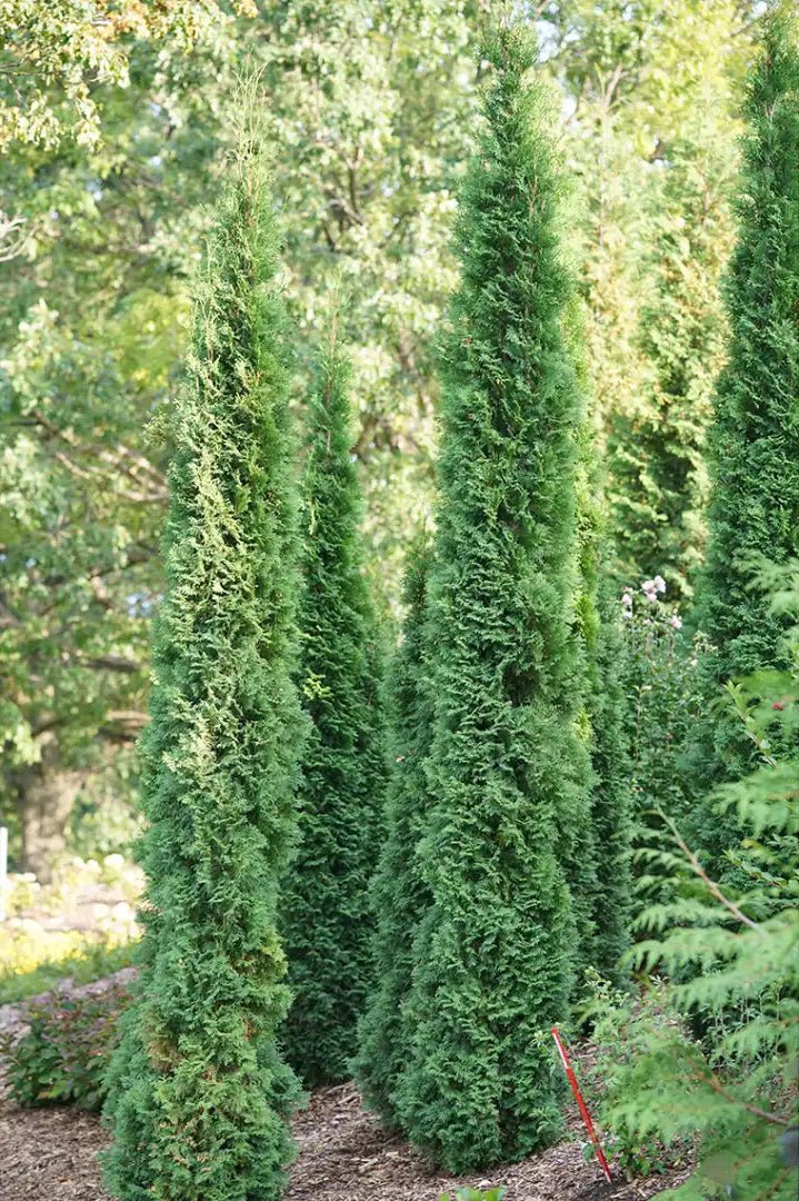 Thin Man® Arborvitae | Narrow Privacy Hedge | Nature Hills