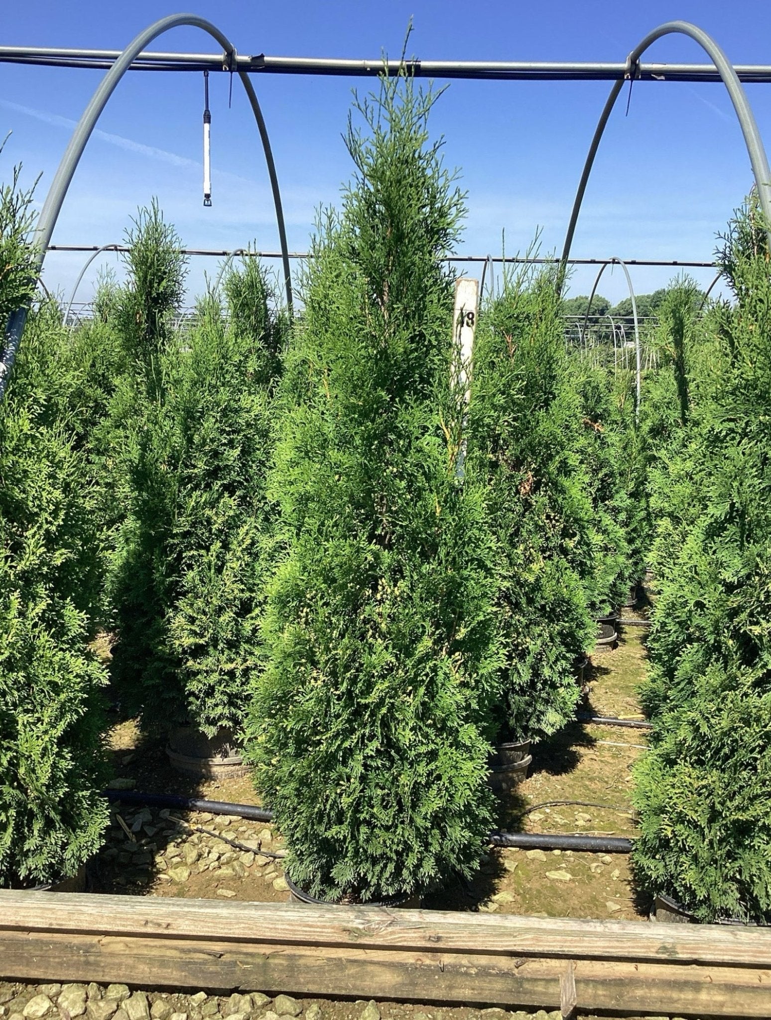 Thin Man® Arborvitae | Narrow Privacy Hedge | Nature Hills