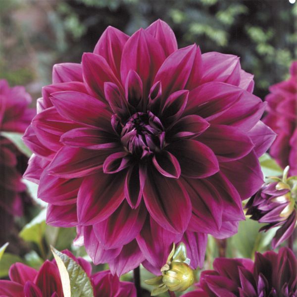 Thomas Edison Dahlia