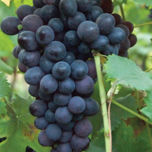 Thomcord Seedless Grape