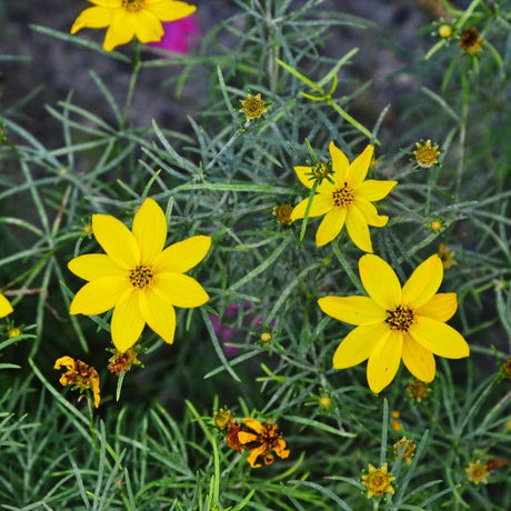 Threadleaf Coreopsis - Perennial - Nature Hills Nursery - 1 Container - 