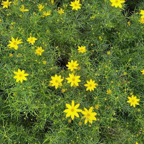 Threadleaf Coreopsis - Perennial - Nature Hills Nursery - 1 Container - 