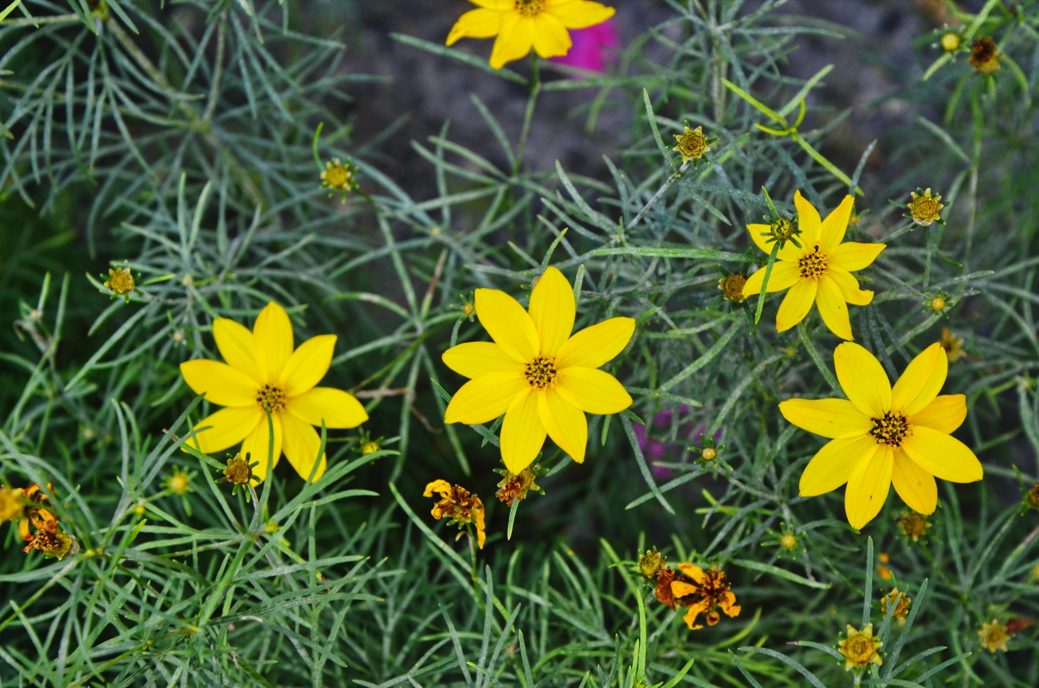 Threadleaf Coreopsis