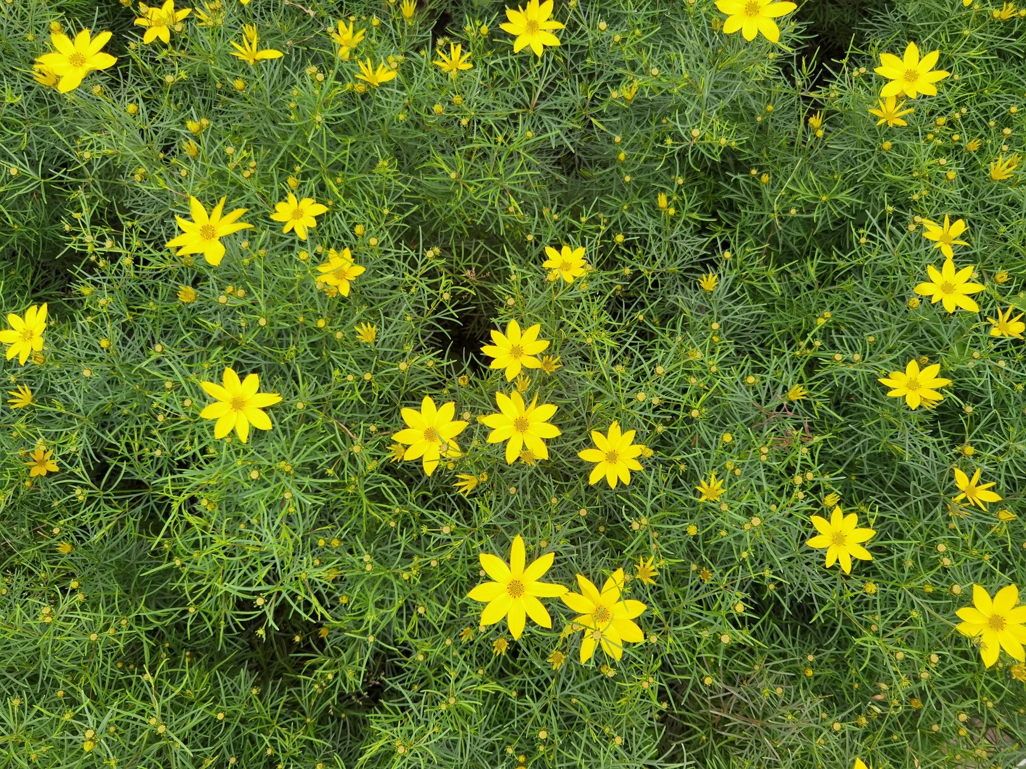 Threadleaf Coreopsis