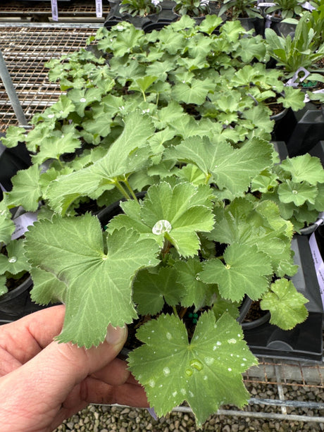 Close-up of yellow, green alchemilla flowers on Thriller Lady's Mantle blooming in early summer to late summer.